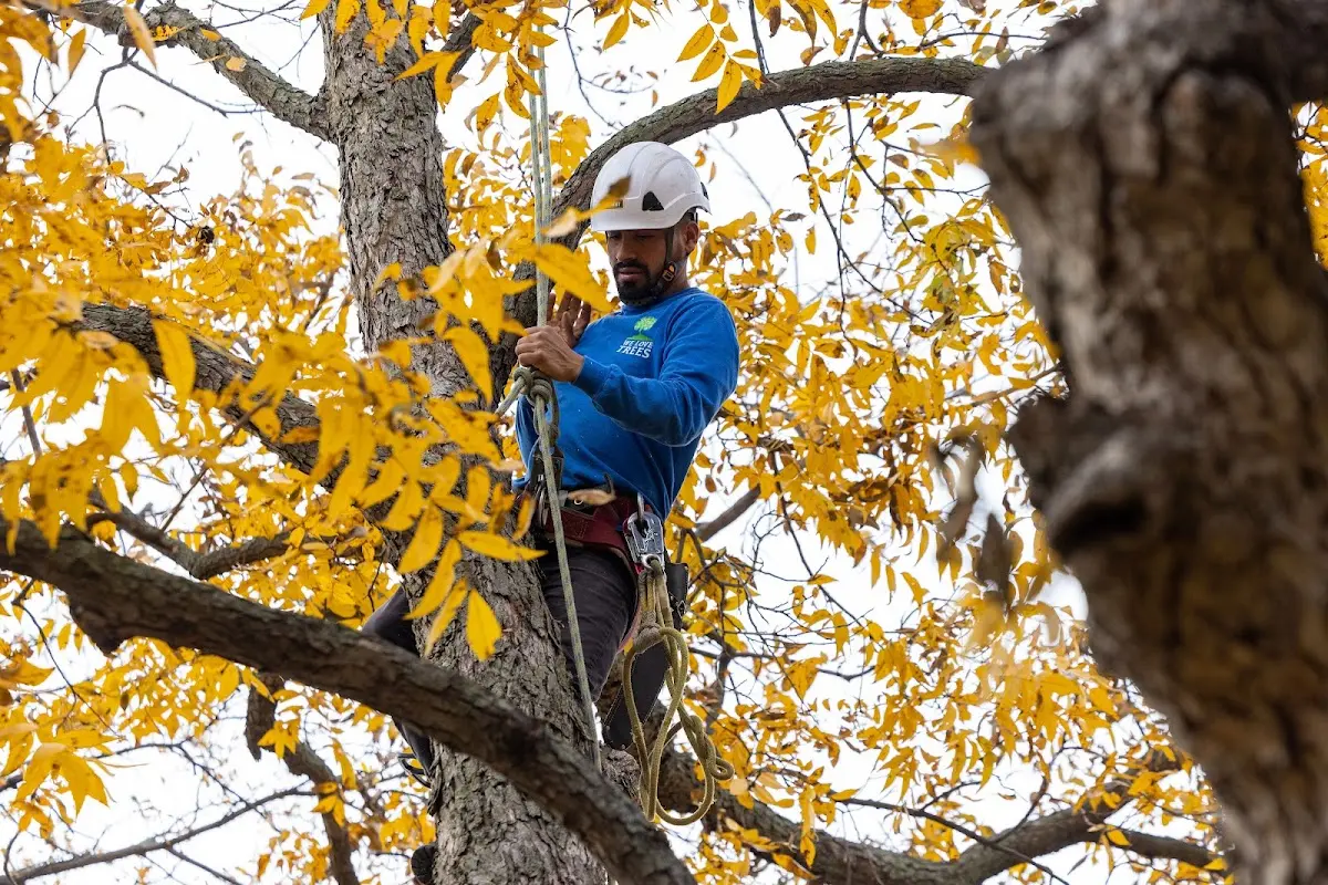 Skilled Tree Planing crew working in Cave Spring