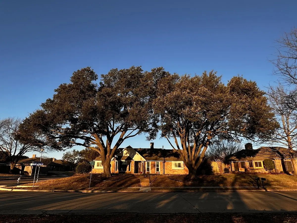 Established residential canopy tree shading a home in Cave Spring